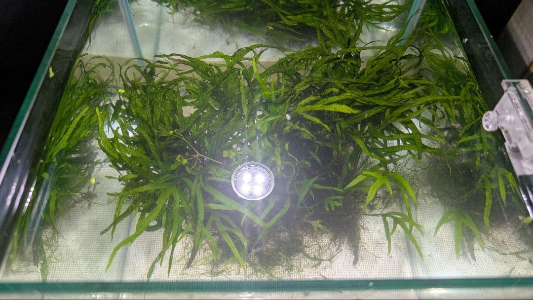 希少ミクロソリウムsp.サラワクカピットウエスト5株100葉以上大株自然活着流木