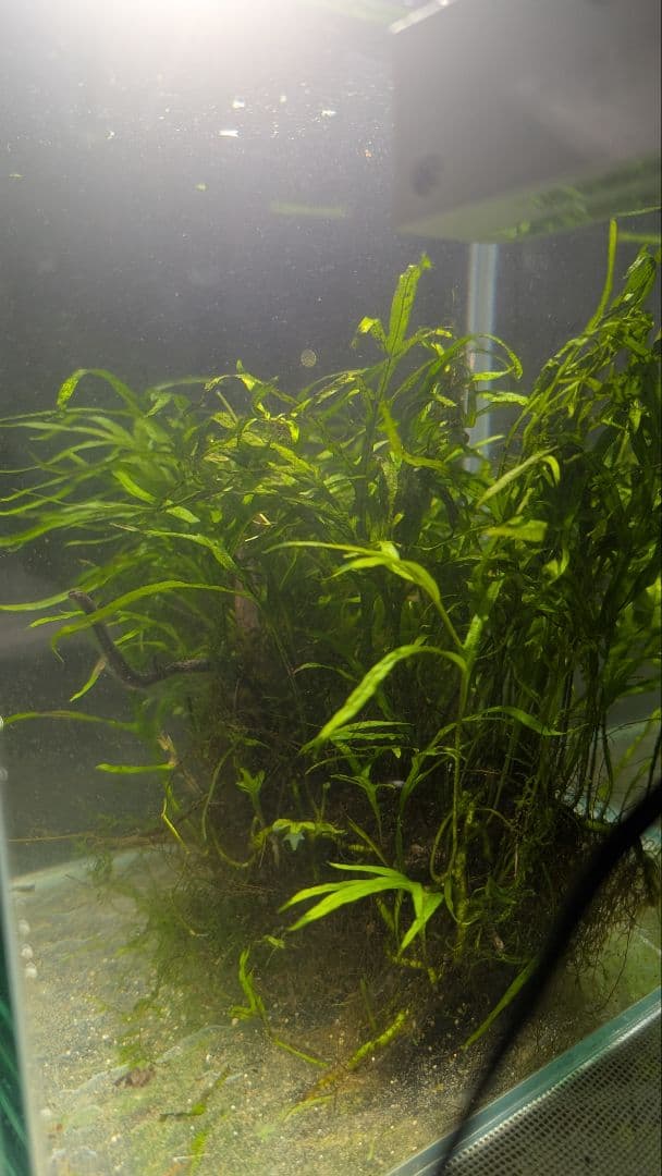 希少ミクロソリウムsp.サラワクカピットウエスト5株100葉以上大株自然活着流木