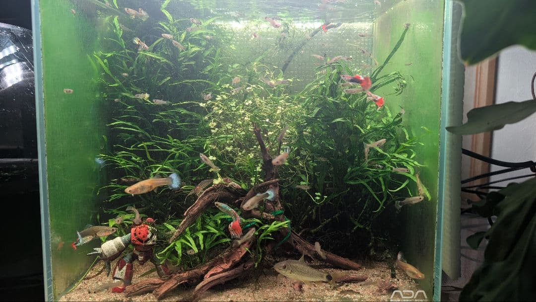 希少ミクロソリウムsp.サラワクカピットウエスト5株100葉以上大株自然活着流木