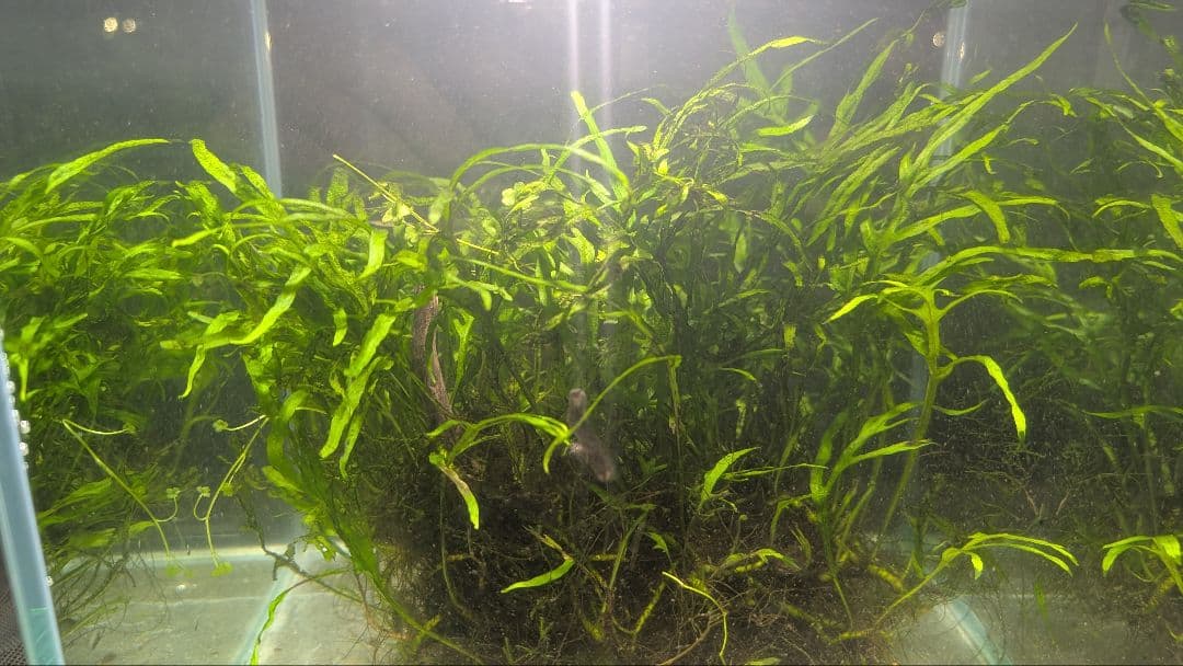 希少ミクロソリウムsp.サラワクカピットウエスト5株100葉以上大株自然活着流木