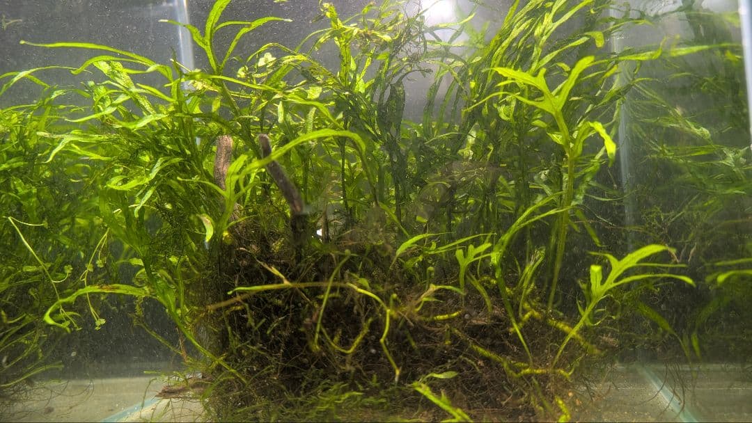 希少ミクロソリウムsp.サラワクカピットウエスト5株100葉以上大株自然活着流木