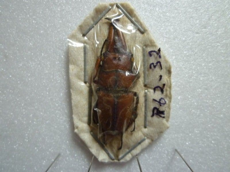 【外国産蝶標本】アスタコイデスノコギリクワガタ♂/貴州省.徳江県産/37mm