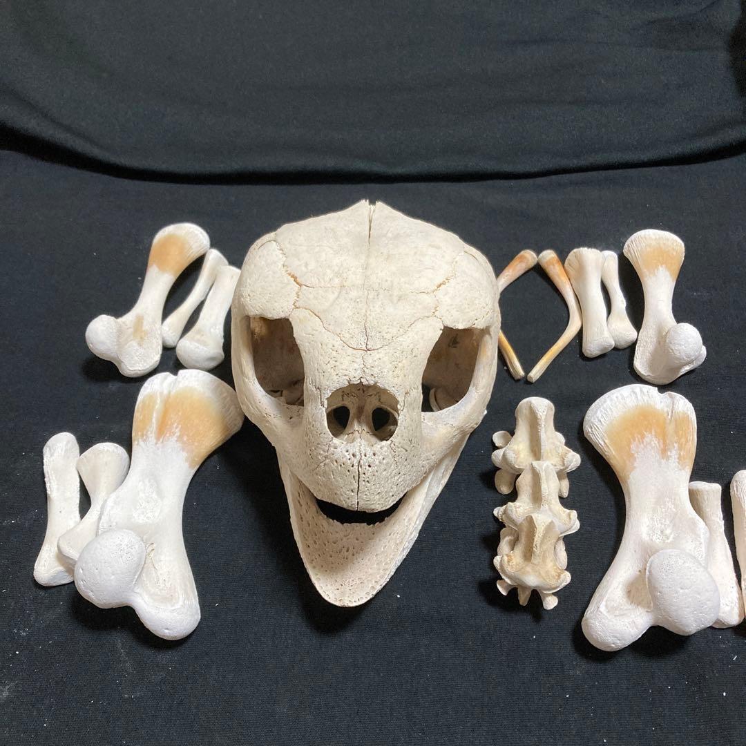 アカウミガメの骨標本　海亀頭骨他