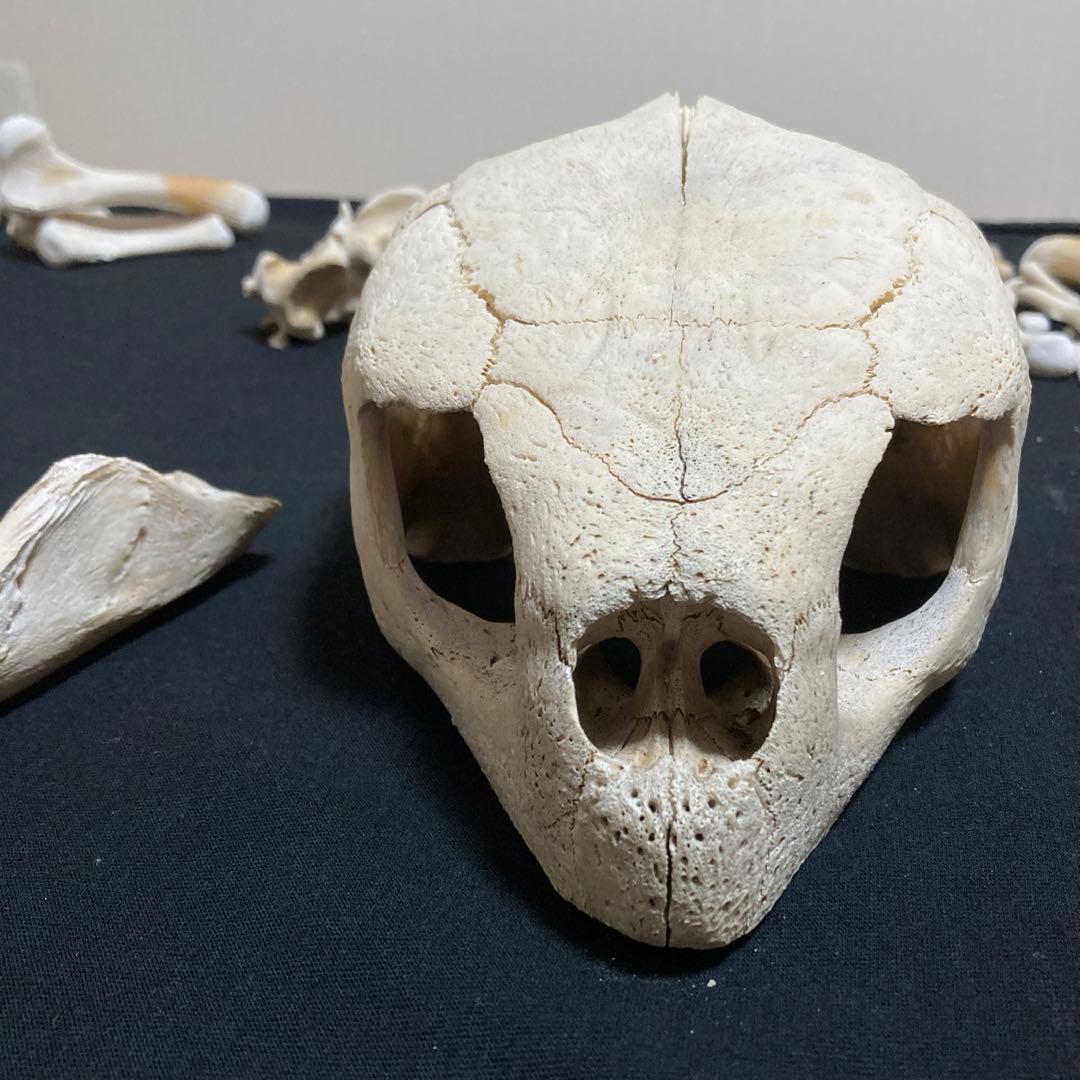 アカウミガメの骨標本　海亀頭骨他