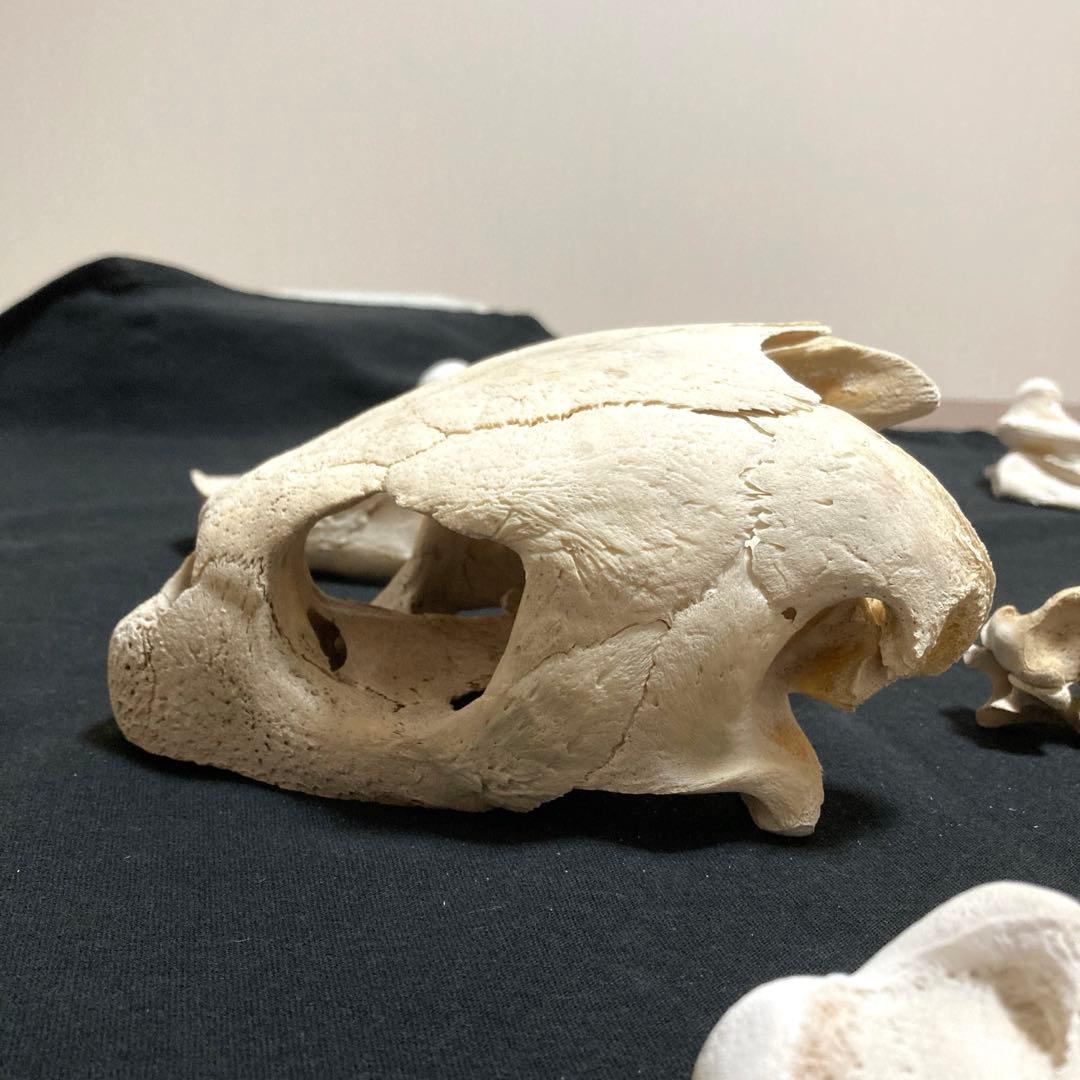 アカウミガメの骨標本　海亀頭骨他