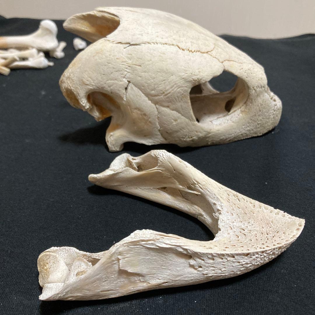 アカウミガメの骨標本　海亀頭骨他