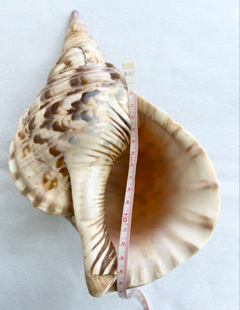 法螺貝 ほら貝 インテリア 素材 魔除け