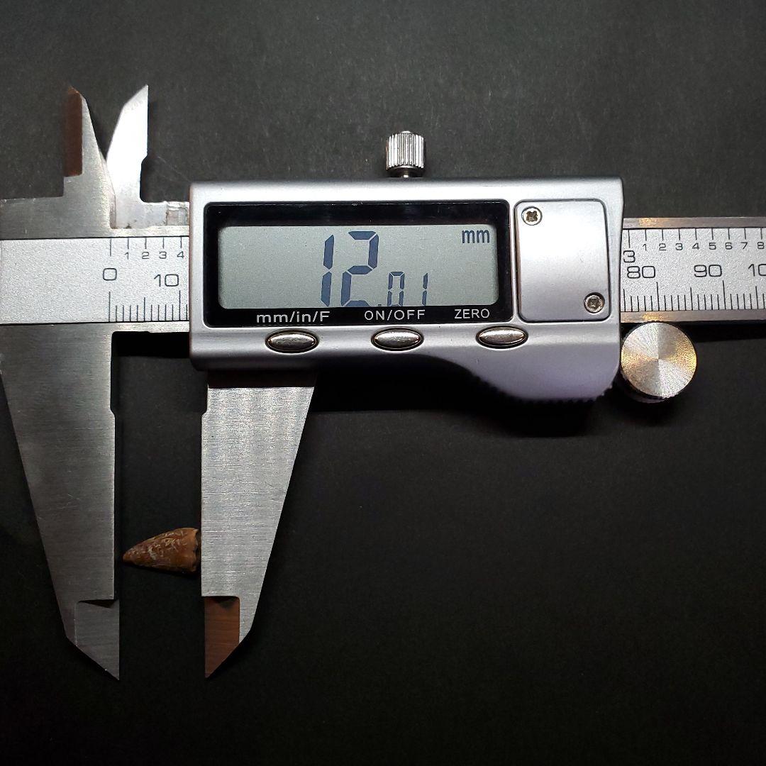 希少 ヴァリラプトル 化石 歯 恐竜 本物 フランス産 12.01mm fr86