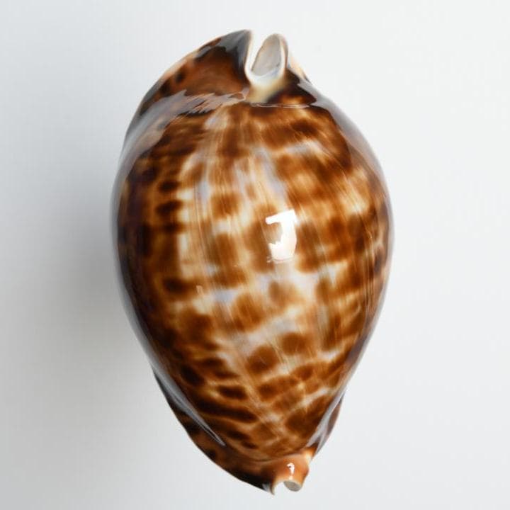 ナガクロガネダカラ【貝殻・タカラガイ】