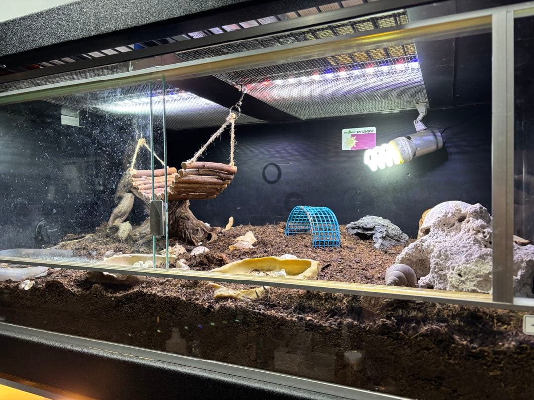 爬虫類　龍匠ケージ　まとめ売り