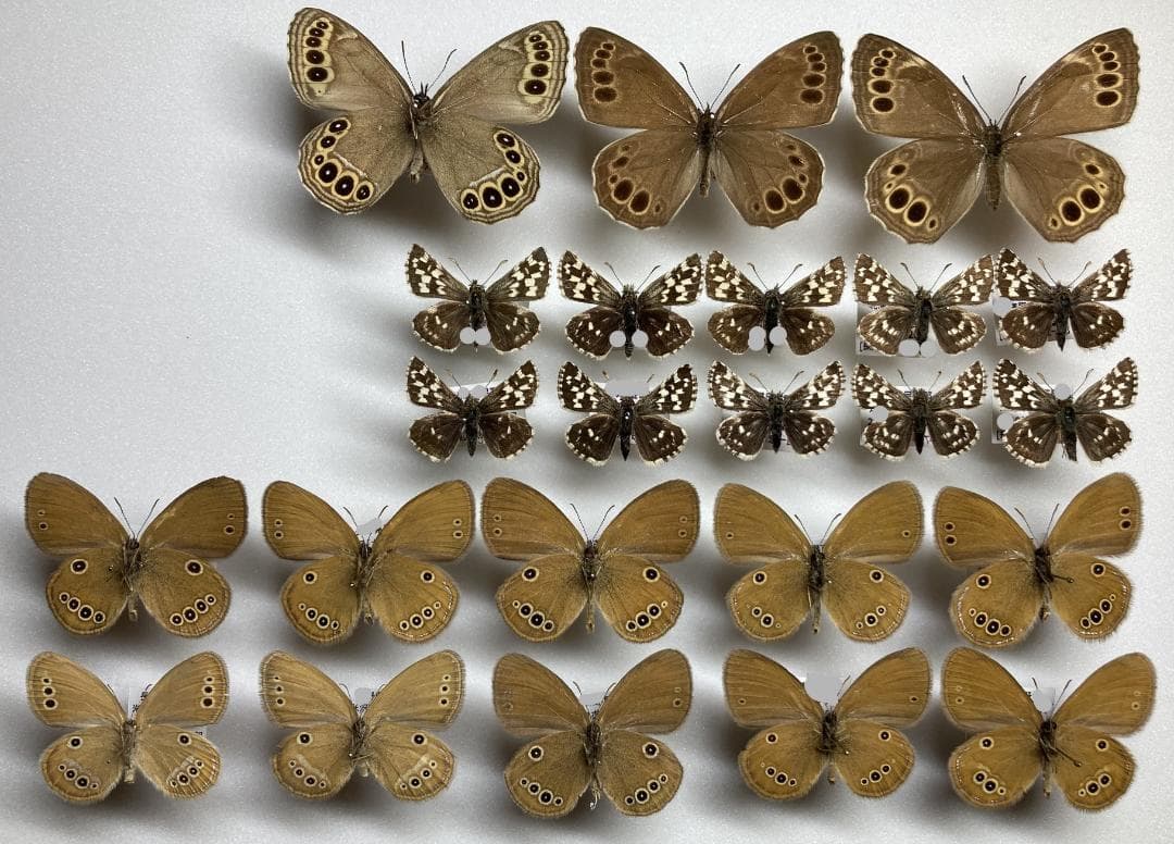 ベルサンタ　蝶標本