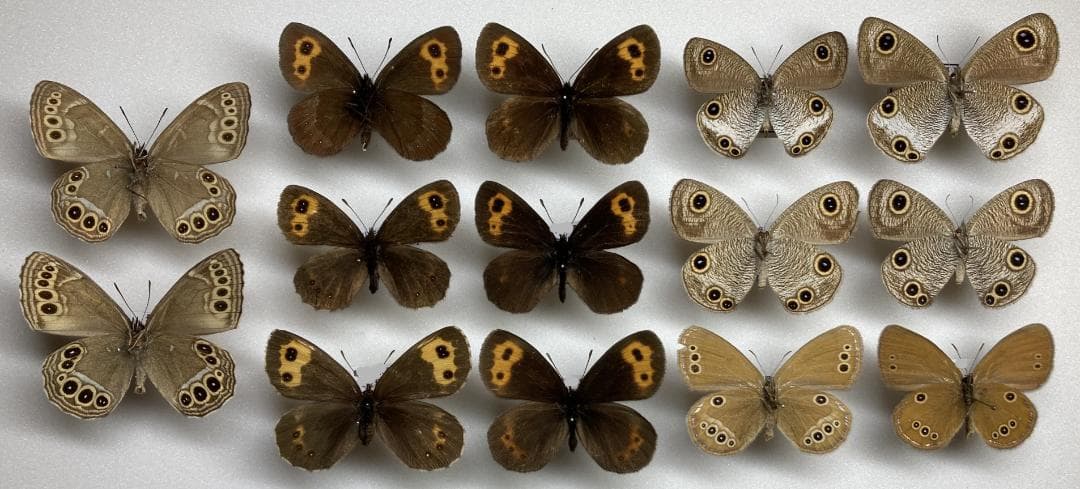 ベルサンタ　蝶標本