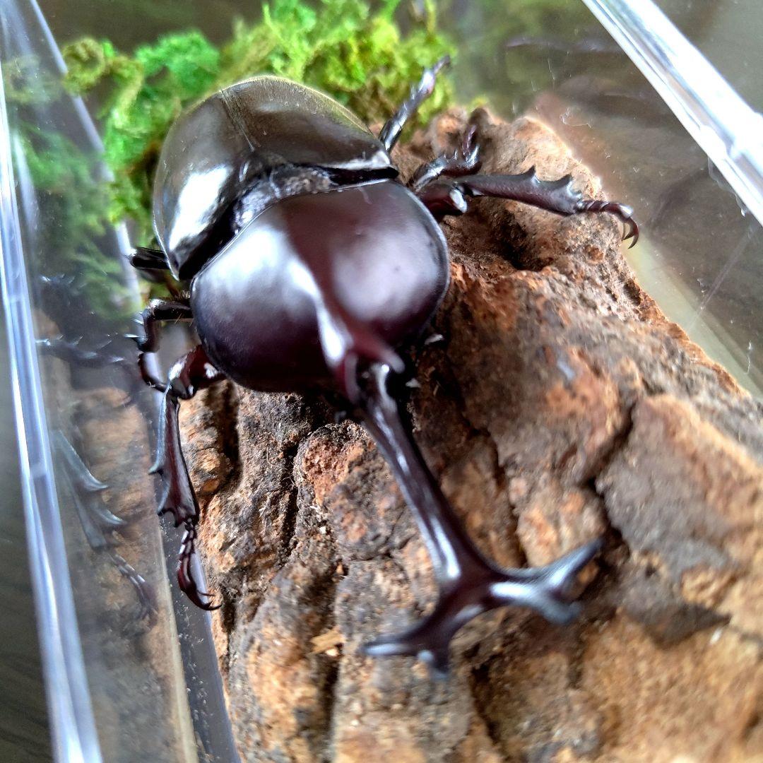 宝物特大黒野生ワイルドカブトムシ標本79mm頭角幅19mm胸角幅4.6mmぐらい