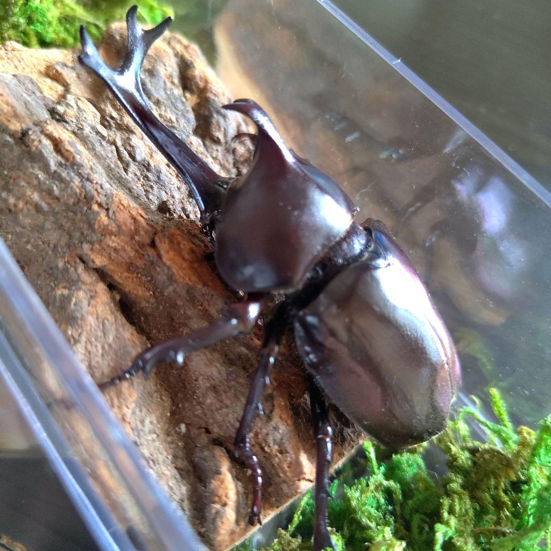 宝物特大黒野生ワイルドカブトムシ標本79mm頭角幅19mm胸角幅4.6mmぐらい