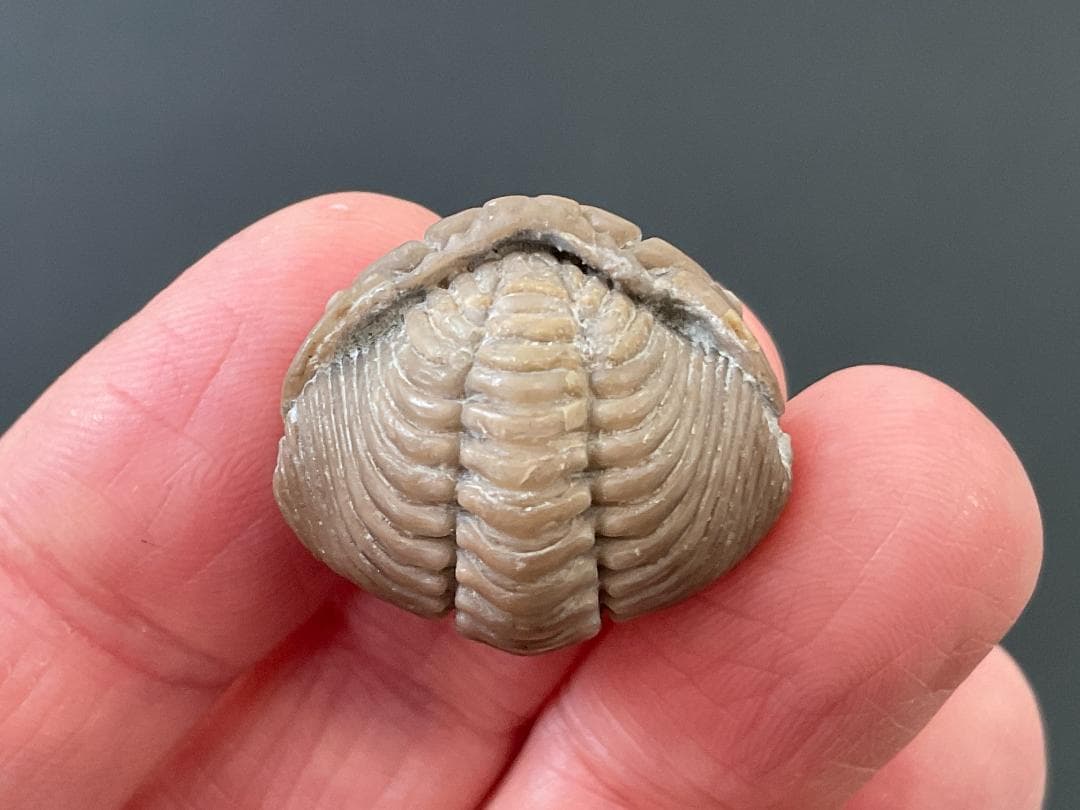 三葉虫 プリオメラ [TB12] 化石