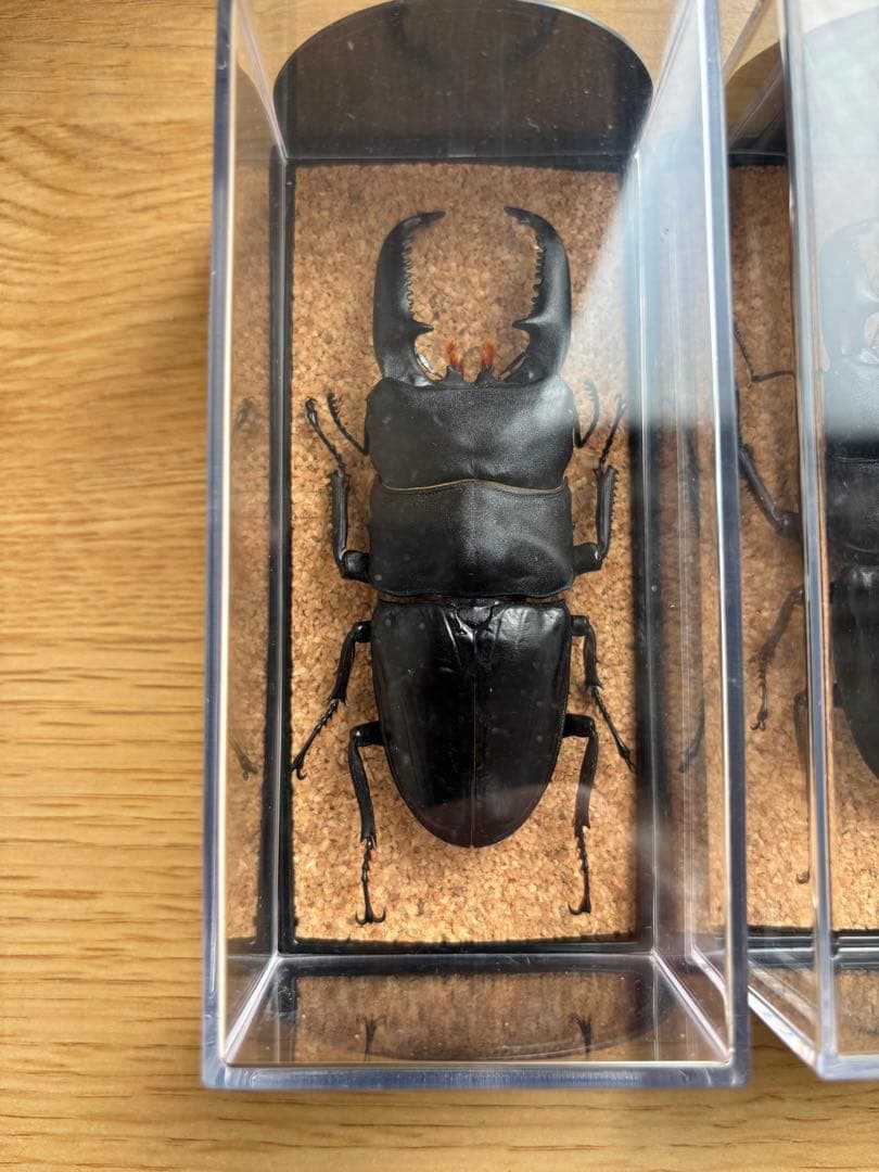 パラワン　スマトラ　テイオウ　ダイオウ　ヒラタ　クワガタ 乾燥標本 4匹セット