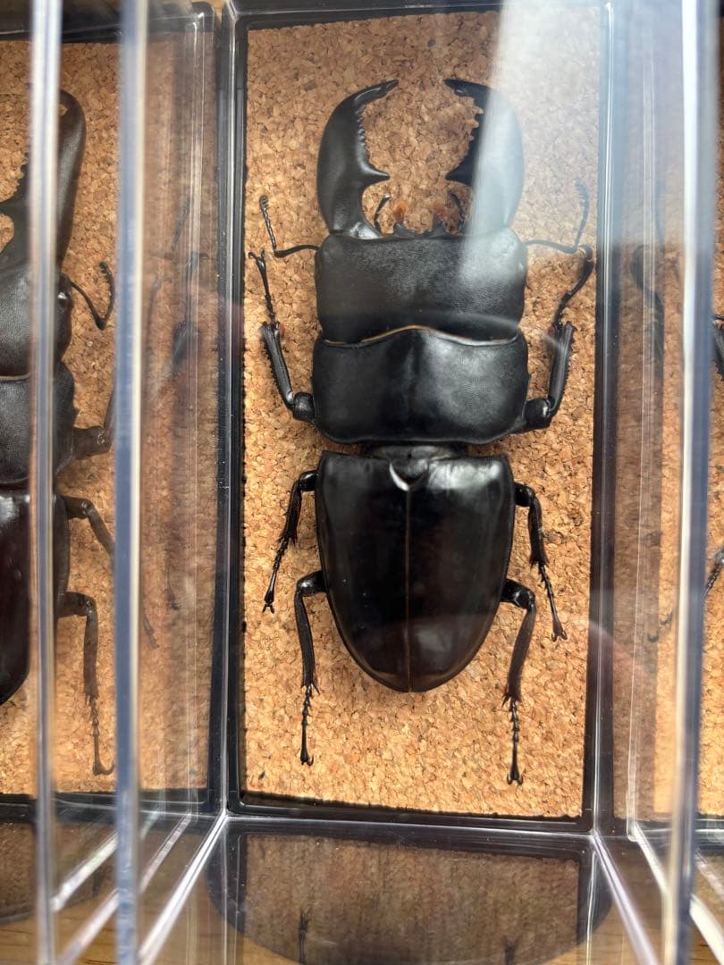 パラワン　スマトラ　テイオウ　ダイオウ　ヒラタ　クワガタ 乾燥標本 4匹セット