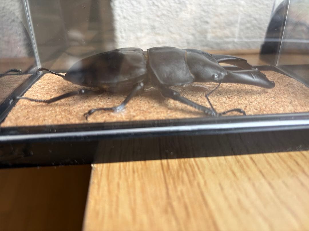 パラワン　スマトラ　テイオウ　ダイオウ　ヒラタ　クワガタ 乾燥標本 4匹セット