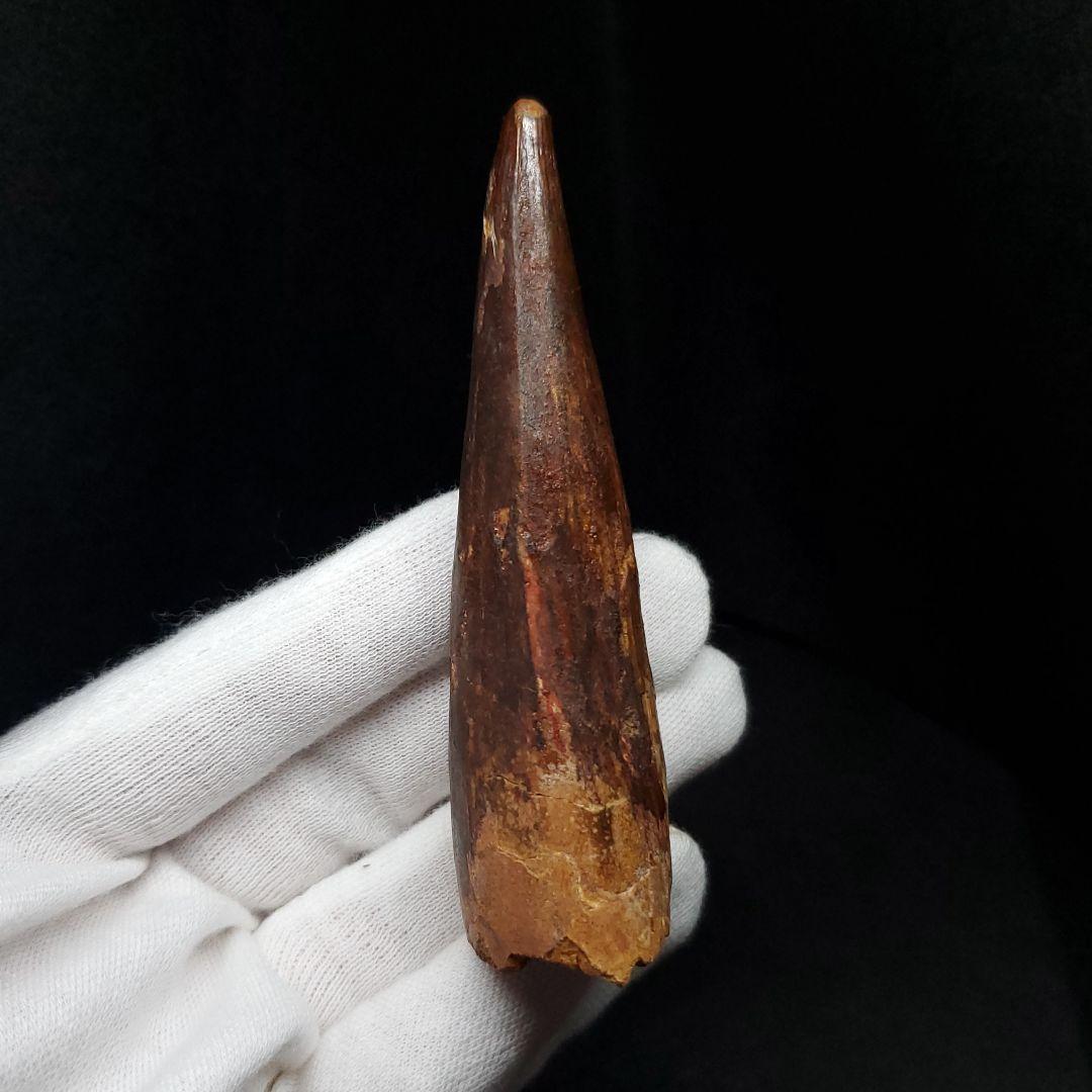 美品 スピノサウルス 本物 モロッコ産 82.41mm  sp430