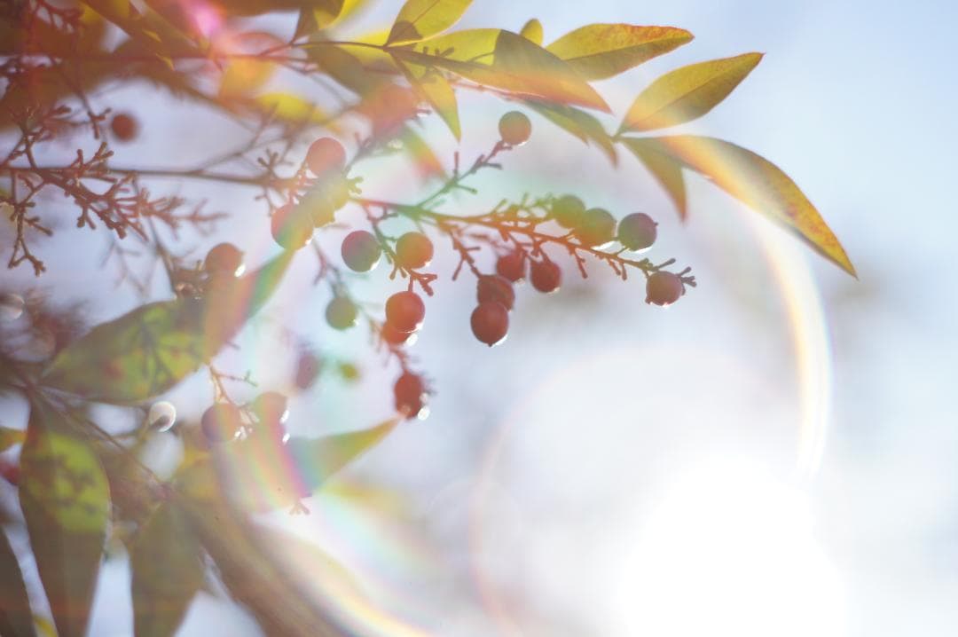 美品・作例有 PENTAX Super Takumar 55mm f1.8 後期