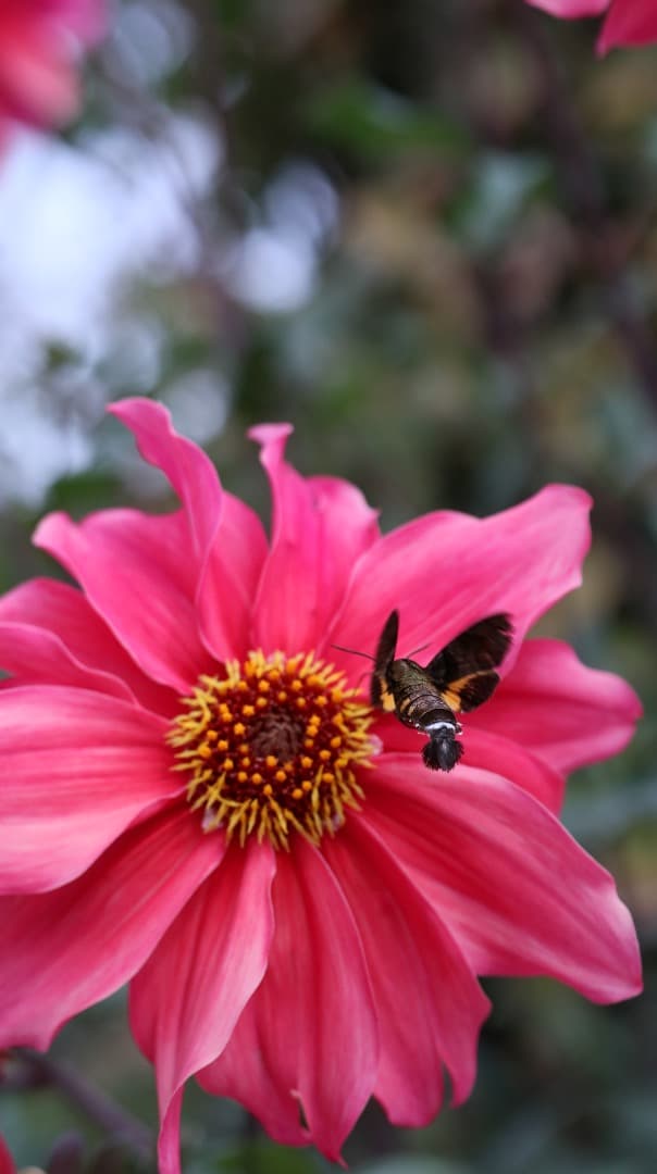 シグマ(Sigma) レンズ 56mmF1.4CanonキヤノンEF-Mマウント