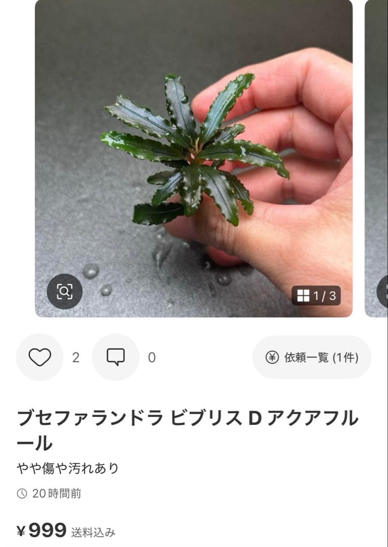 ブセファランドラ ビブリス B 他