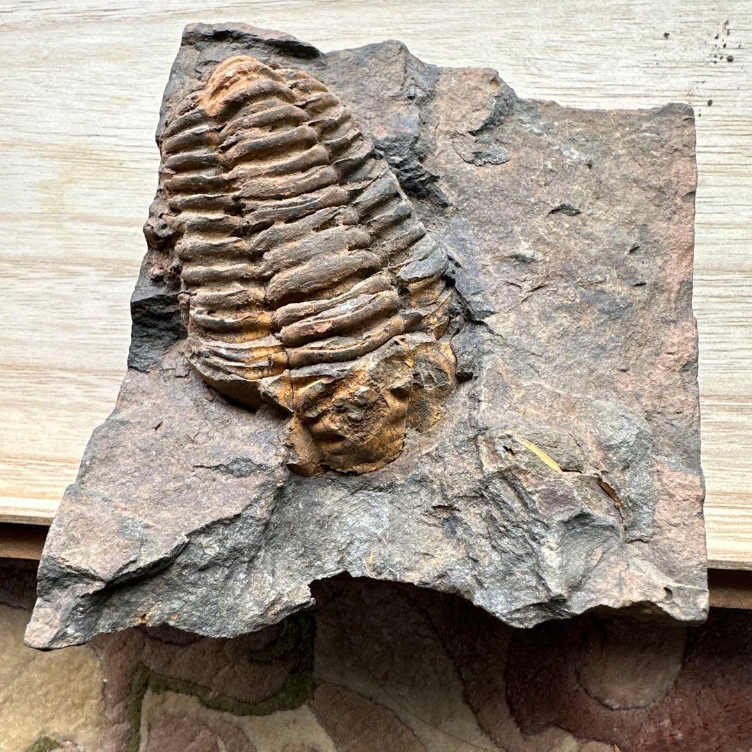 トリロバイト化石 保存状態良好 約15cm