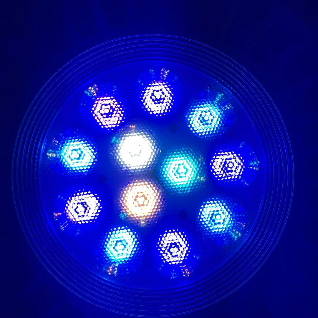 volxjapan Grassy ledio RX122 Coral おまけ付き