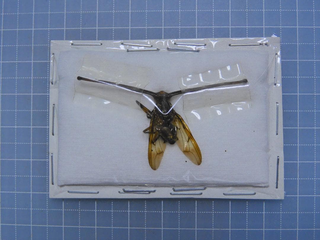 Fak Fak Long eye Brachycera　47mm(eye)