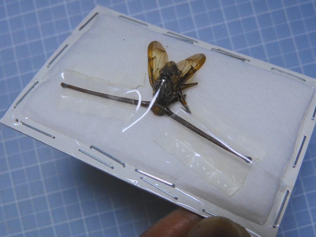 Fak Fak Long eye Brachycera　47mm(eye)