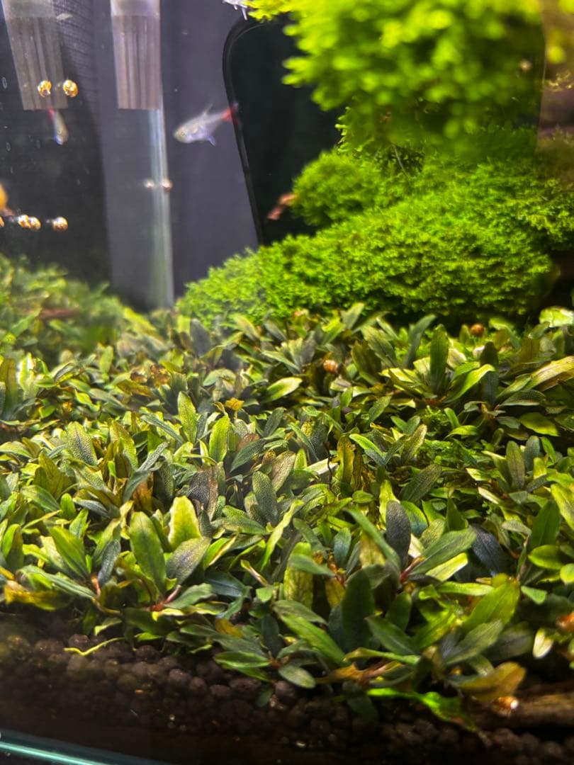 ブセファンドラ　クアラクアヤン1 30株以上