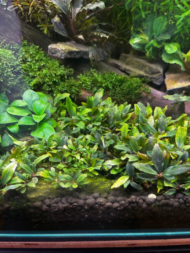 ブセファンドラ　クアラクアヤン1 30株以上