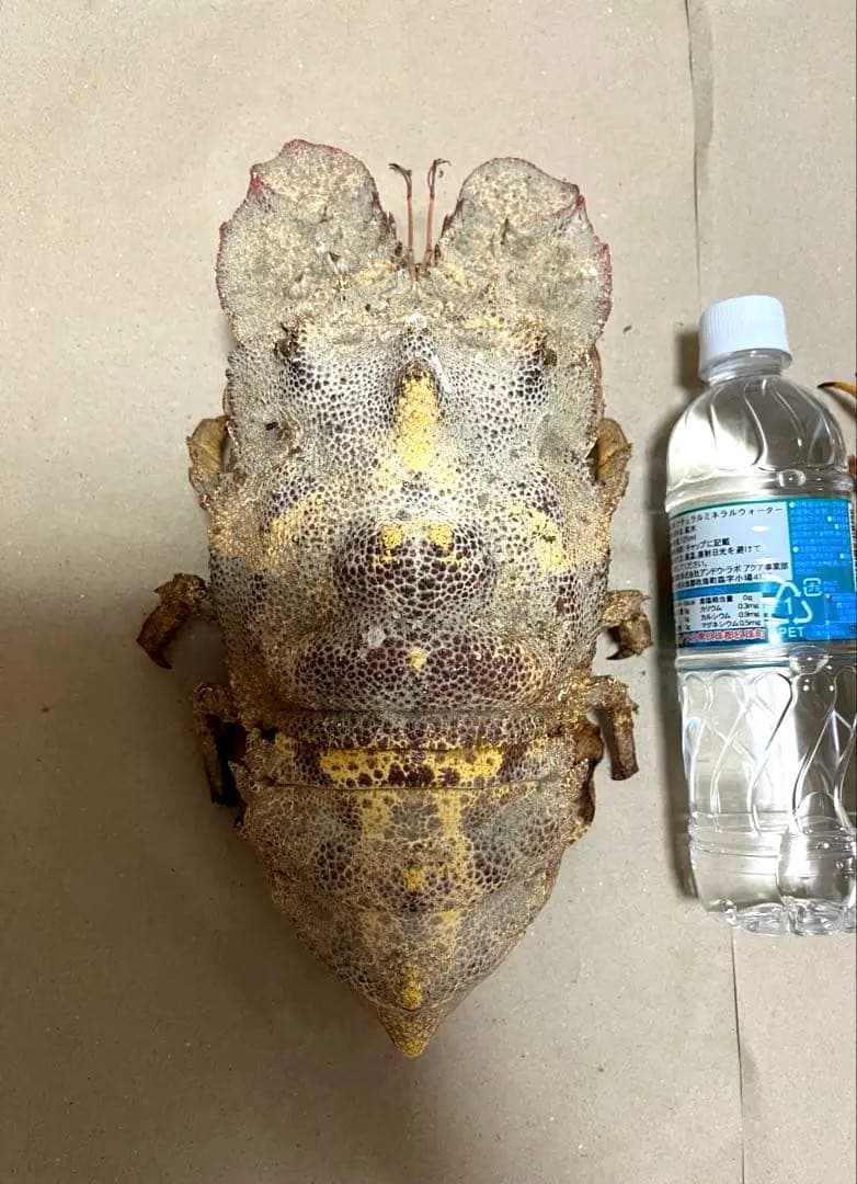 希少コブセミエビ2体とセミエビ剥製