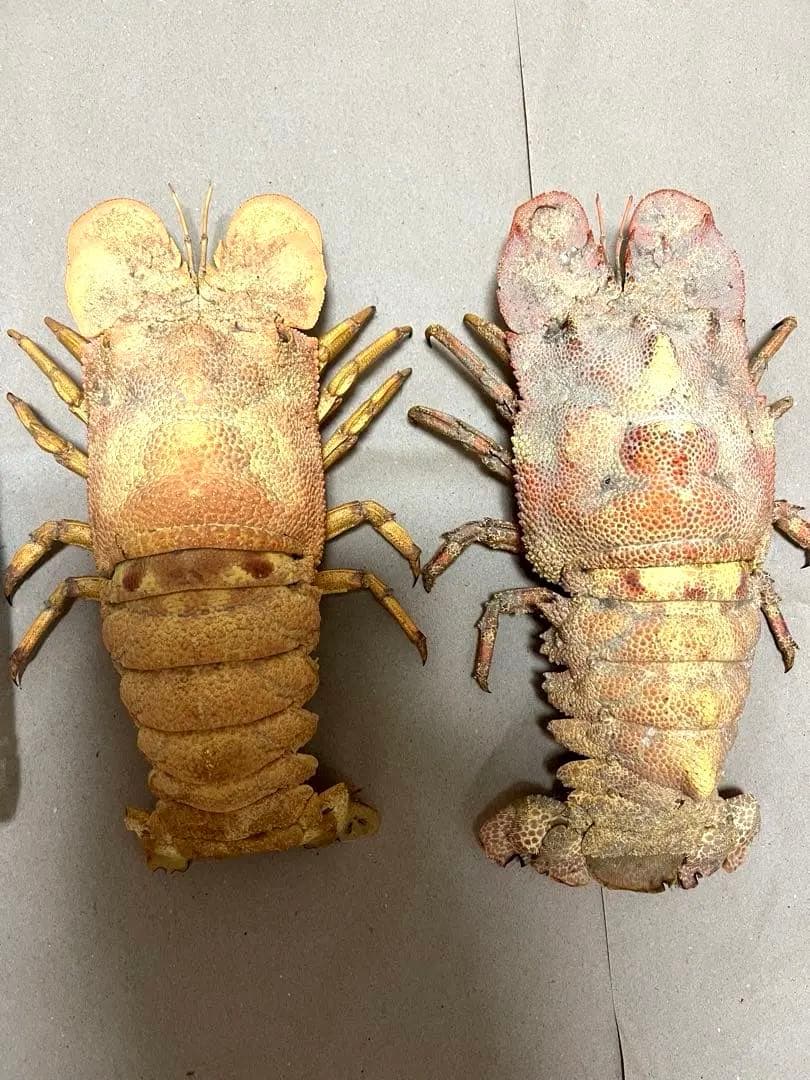 希少コブセミエビ2体とセミエビ剥製