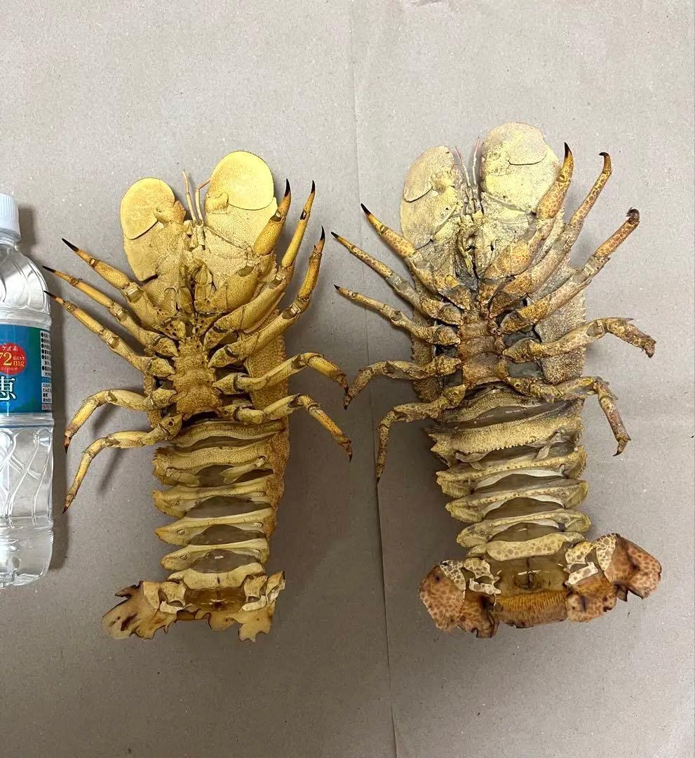 希少コブセミエビ2体とセミエビ剥製