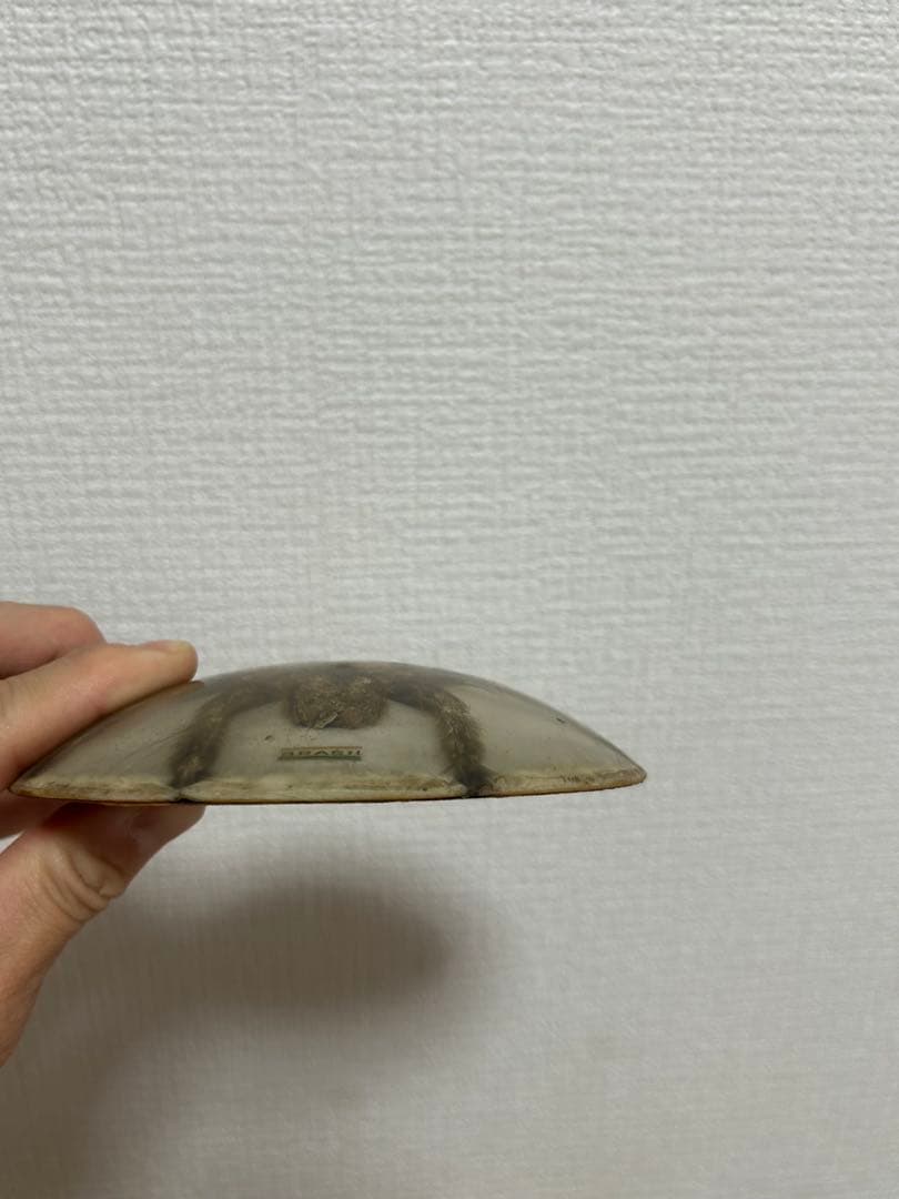 【掘出し物】タランチュラ 標本