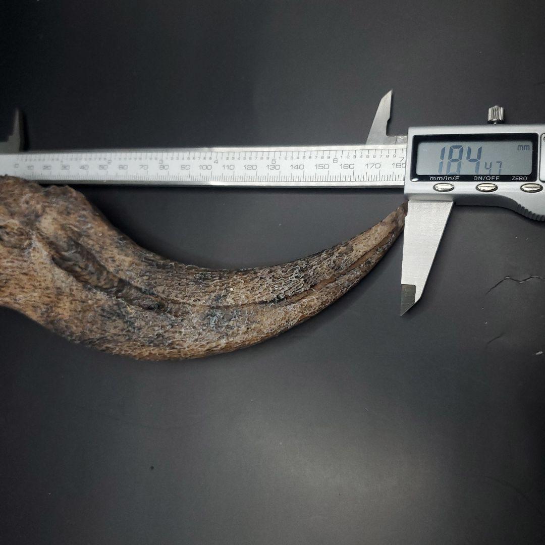 スピノサウルス 爪 レプリカ 184.47mm spr2