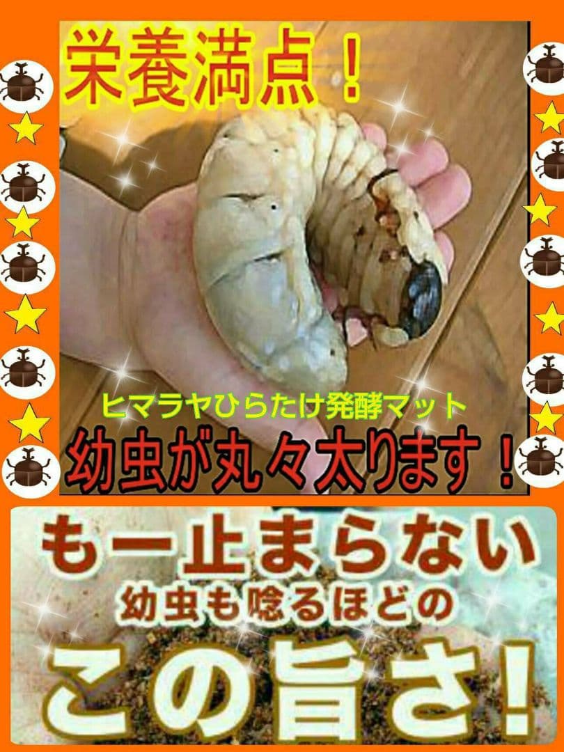 幼虫が巨大化！ヒマラヤひらたけ発酵カブトムシマット☆100リットル　産卵にも抜群