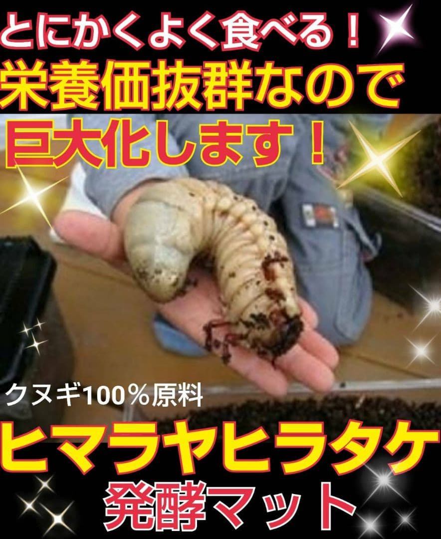 幼虫が巨大化！ヒマラヤひらたけ発酵カブトムシマット☆100リットル　産卵にも抜群