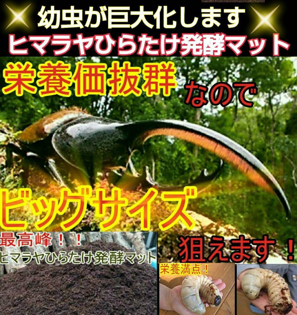 幼虫が巨大化！ヒマラヤひらたけ発酵カブトムシマット☆100リットル　産卵にも抜群