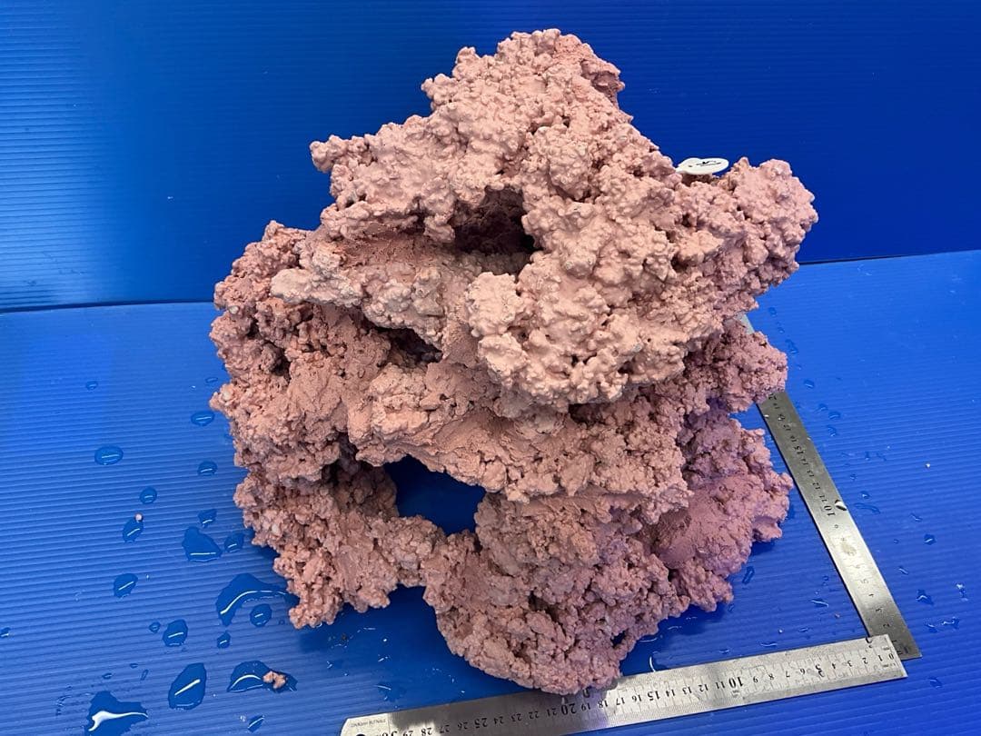 人工ライブロック　No.15 アク抜き済