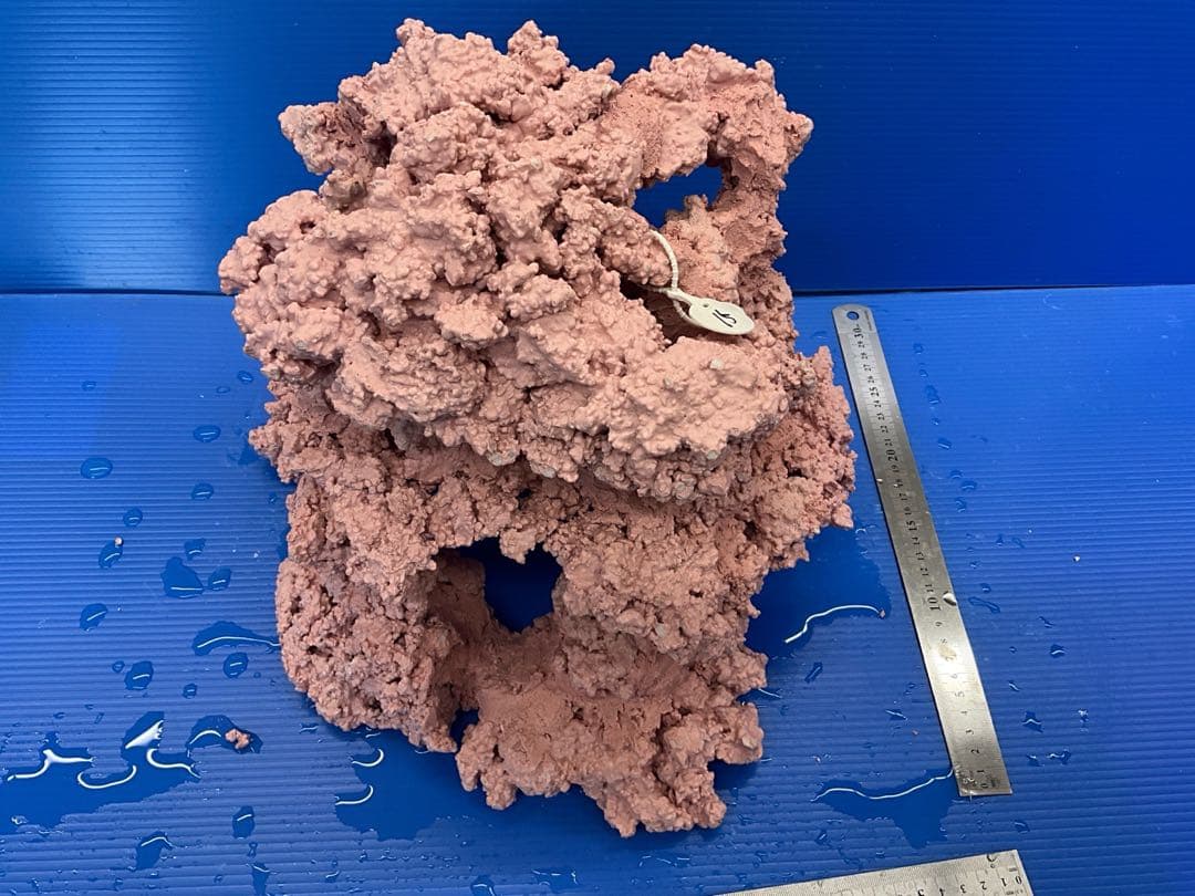 人工ライブロック　No.15 アク抜き済