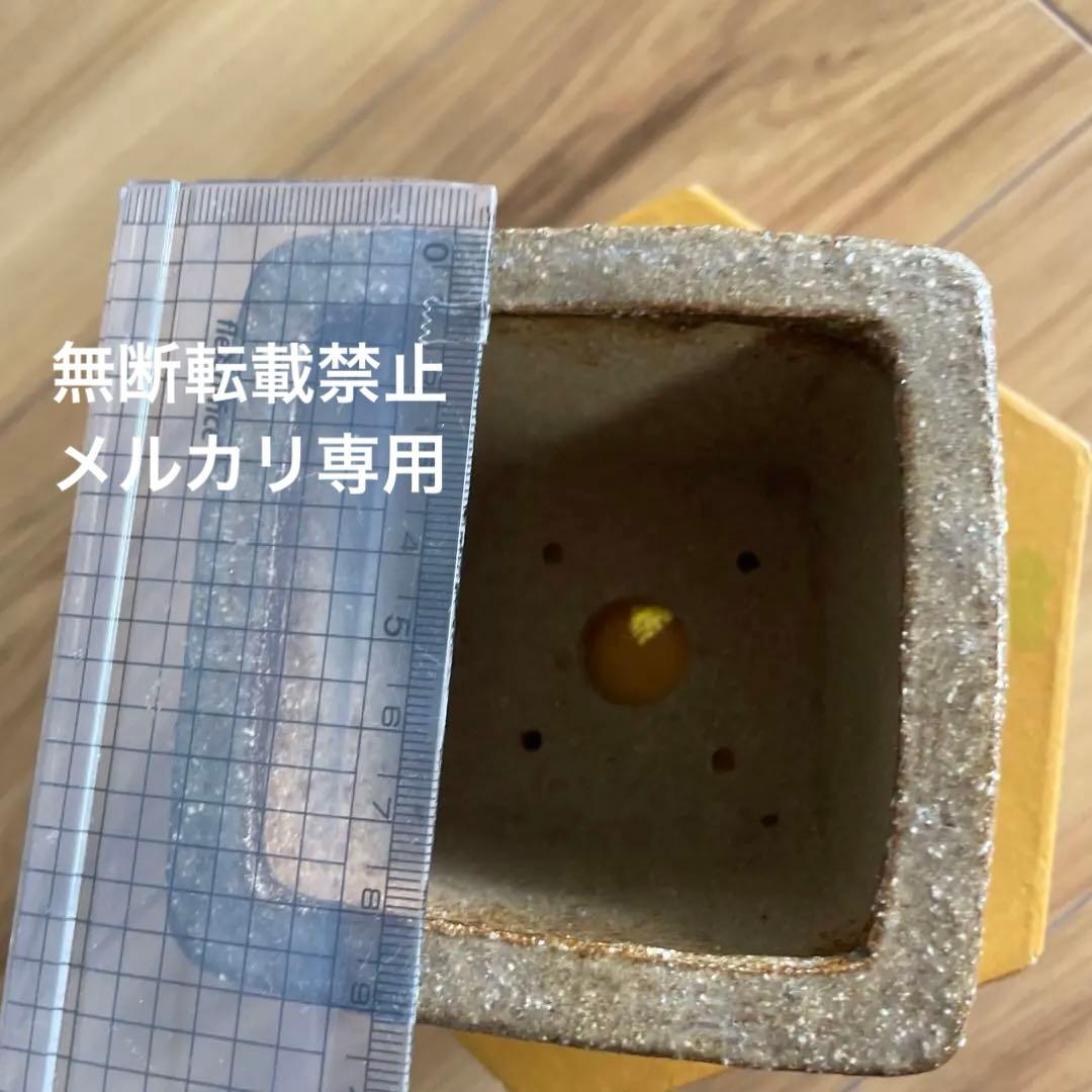 盆栽鉢　桑津香石　絵鉢　正方形　菖蒲　椿　小品盆栽