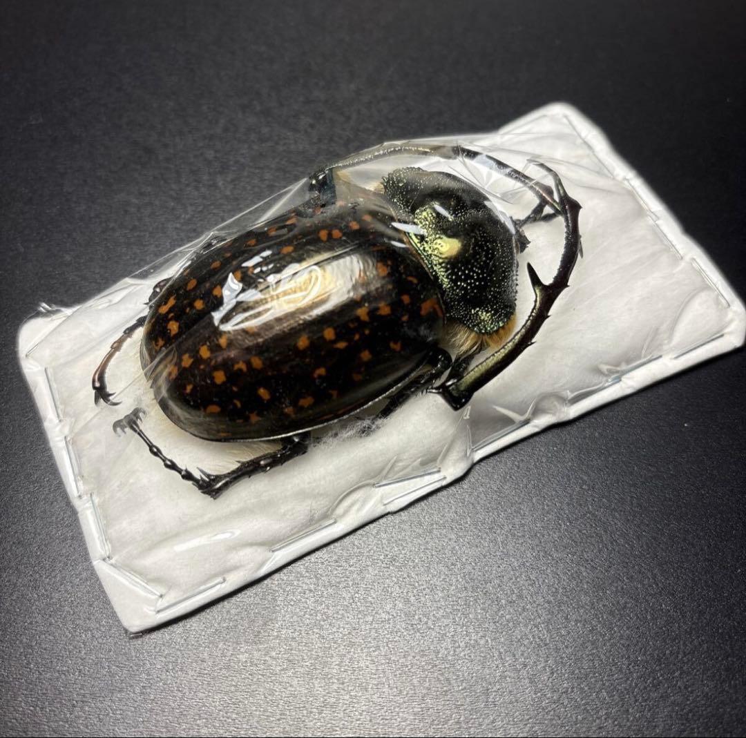 標本69mm バターレルテナガコガネ Cheirotonus battareli