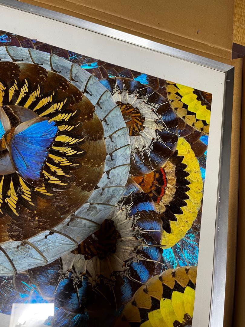 本日のみ　モルフォ蝶　蝶画 羽細工 羽絵 蝶羽アート　インテリア　芸術