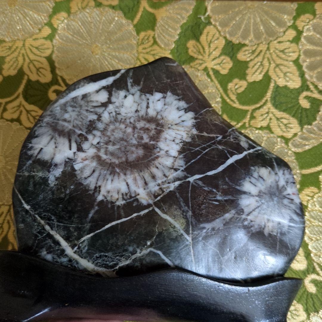 【最終価格】特別天然記念物 岐阜県根尾谷 菊花石