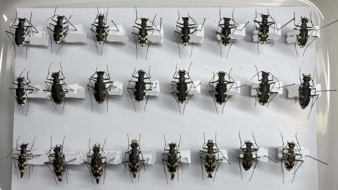 ベルサンタ　ハンミョウ詰め合わせ