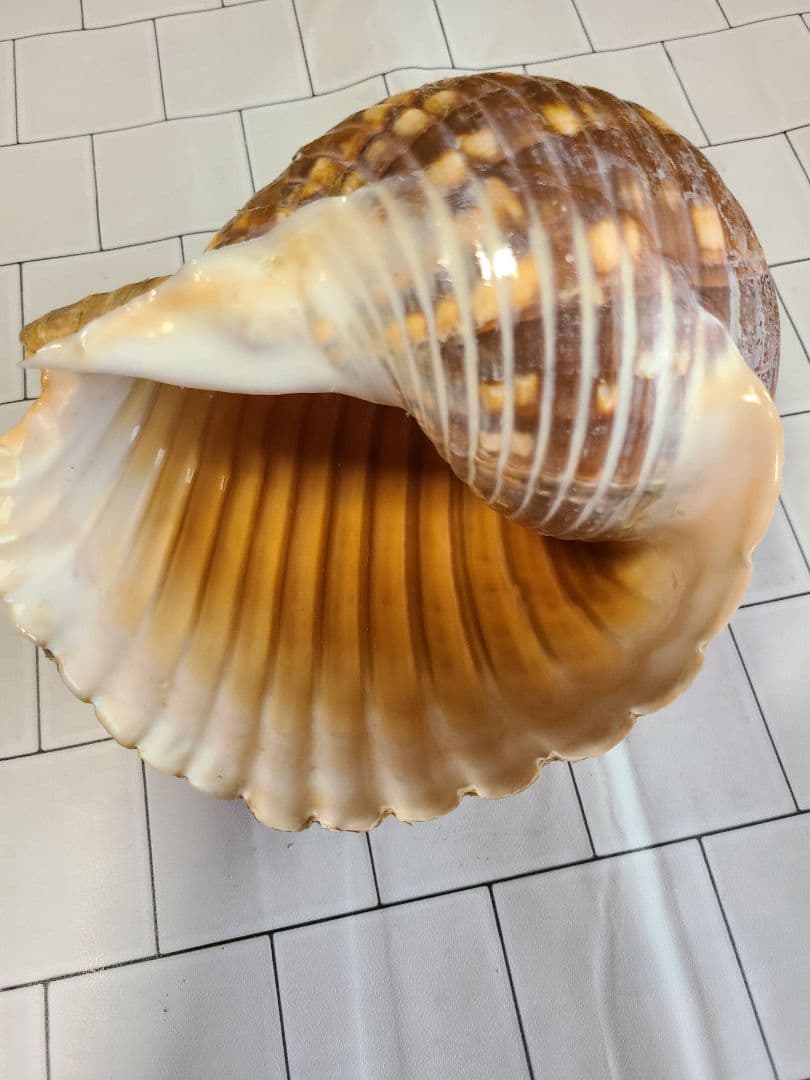 五島列島!特大! 貝殻　貝　標本　コレクション　タカラガイ　アンティーク　化石