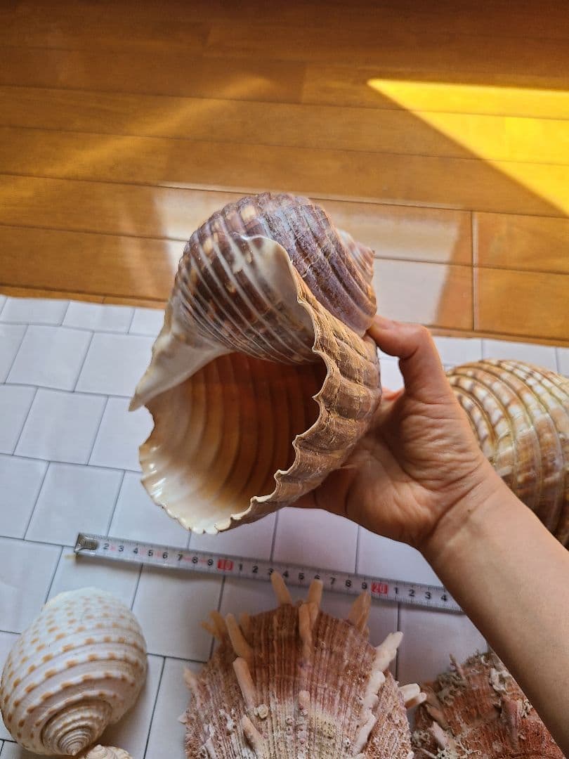 五島列島!特大! 貝殻　貝　標本　コレクション　タカラガイ　アンティーク　化石