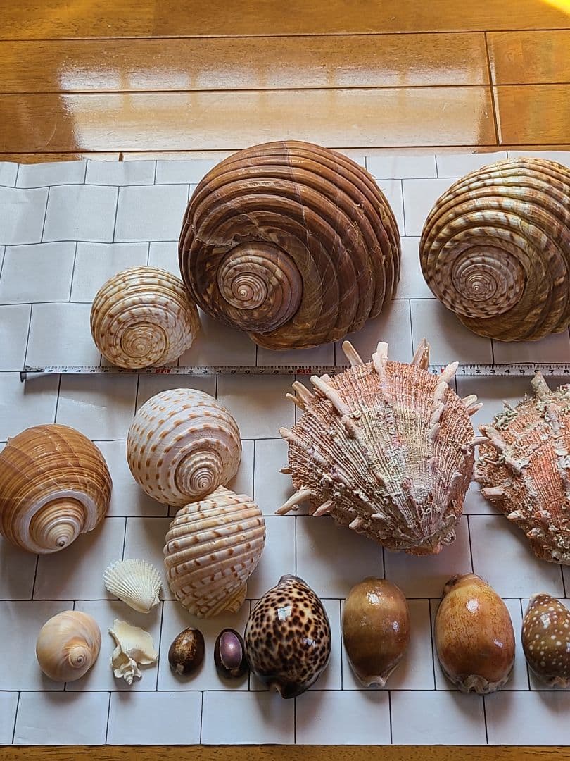五島列島!特大! 貝殻　貝　標本　コレクション　タカラガイ　アンティーク　化石